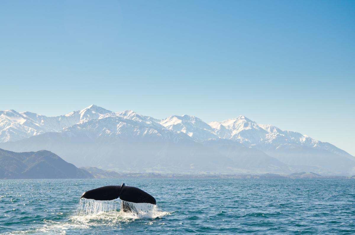 Kaikoura Neuseeland