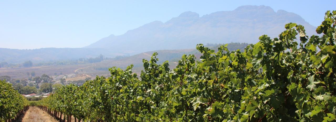 Rundreise Südafrika: Stellenbosch