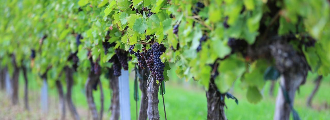 Rundreise Südafrika: Robertson