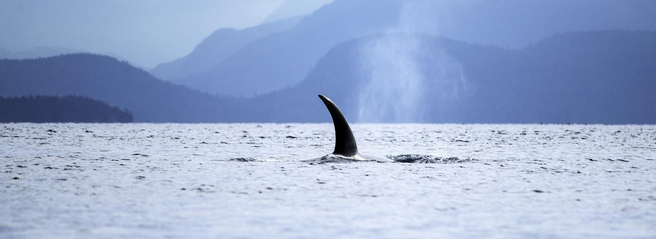 Rundreise Kanada: Vancouver Island - Campbell River