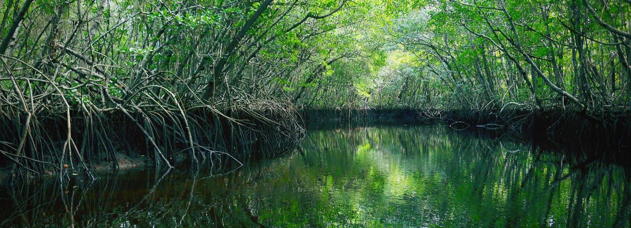 Rundreise_USA: Florida - Everglades