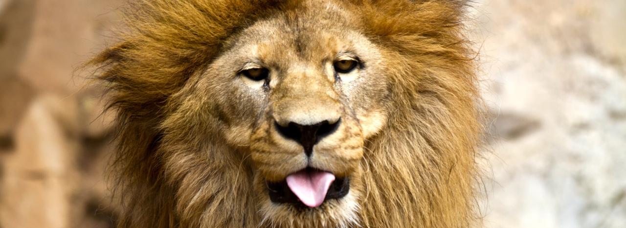 Rundreise Spanien: Lanzarote - Rancho Texas