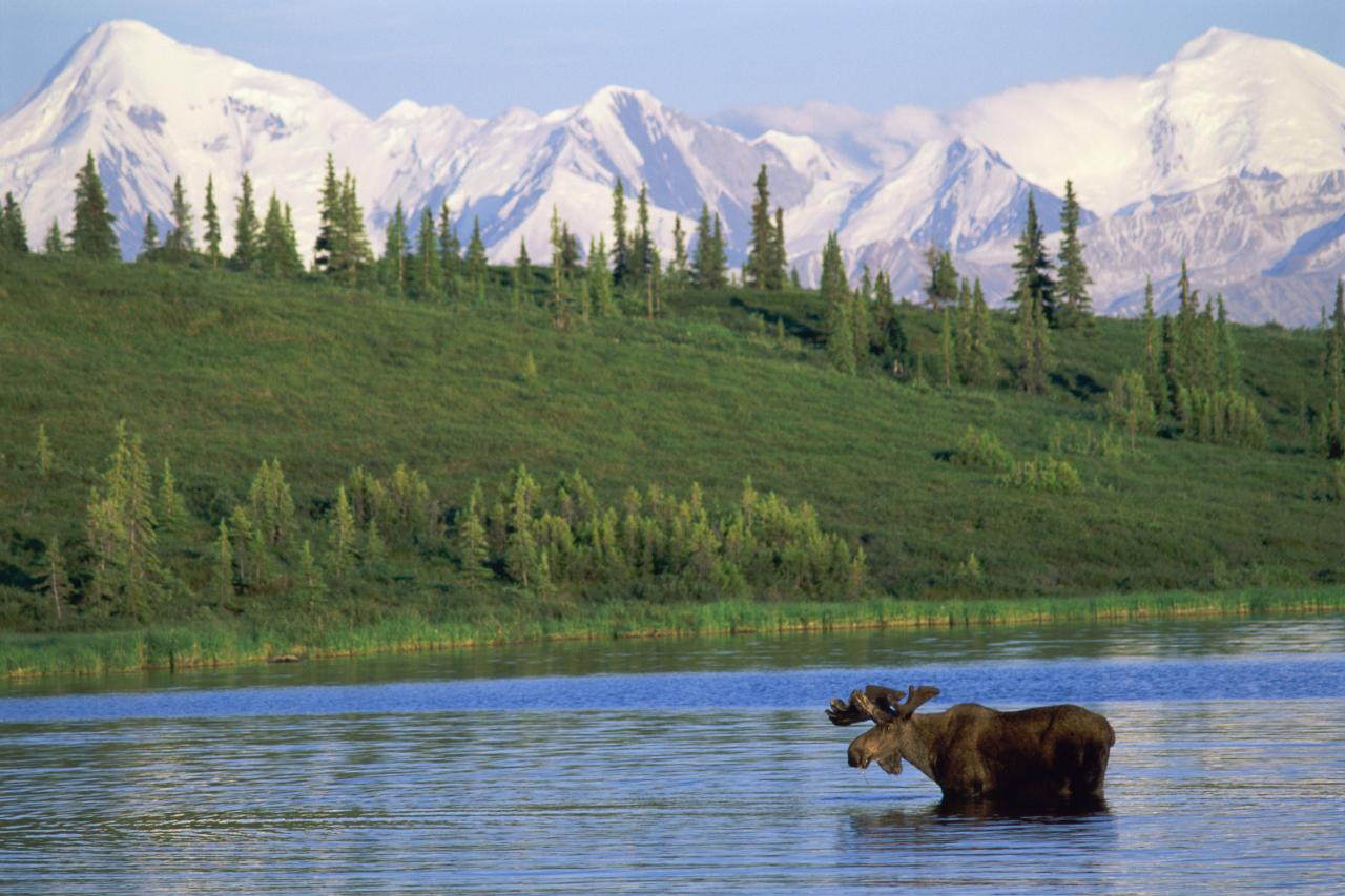 Tiere, Winter, Berge Alaska