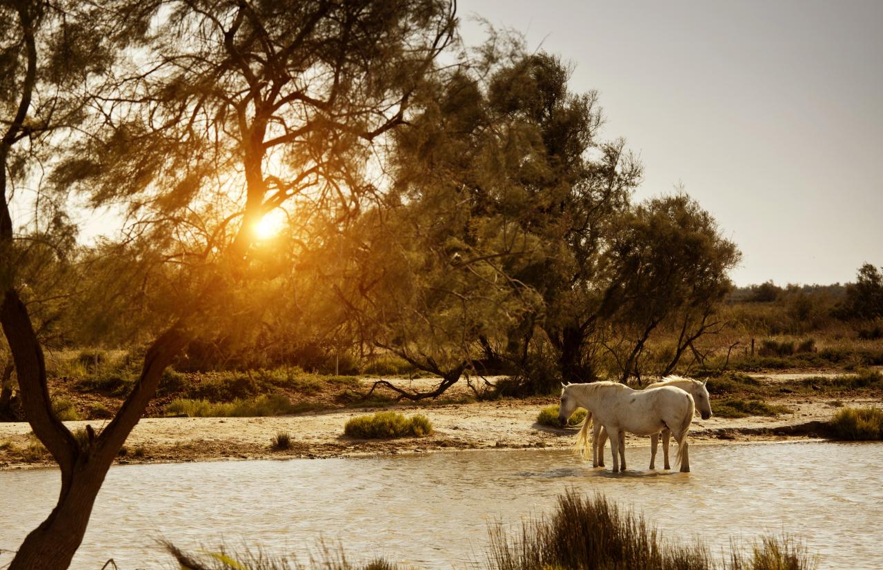 Zwei weiße Pferde stehen im Wasser bei Sonnenuntergang.