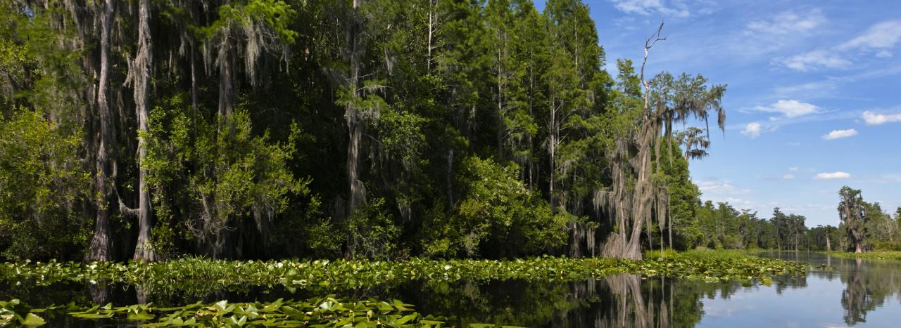 Rundreise USA: Florida - Big Shoals State Park