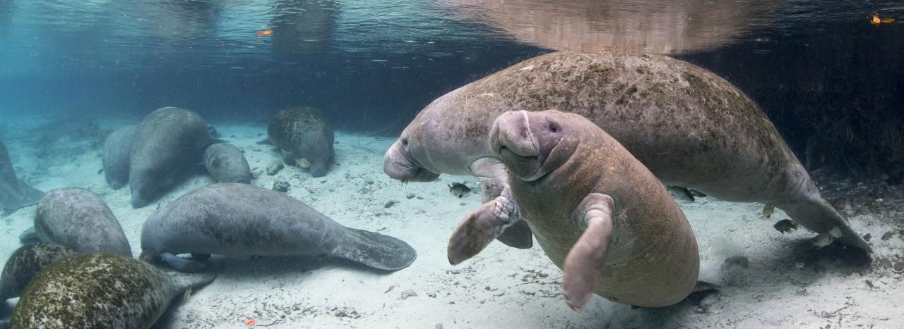 Rundreise USA: Florida - Crystal River