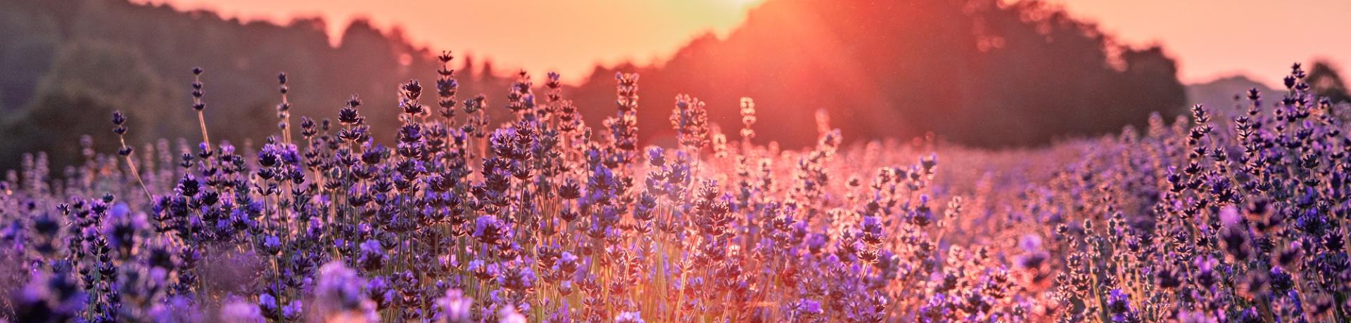 Deutschland-Lavendel-Emotion