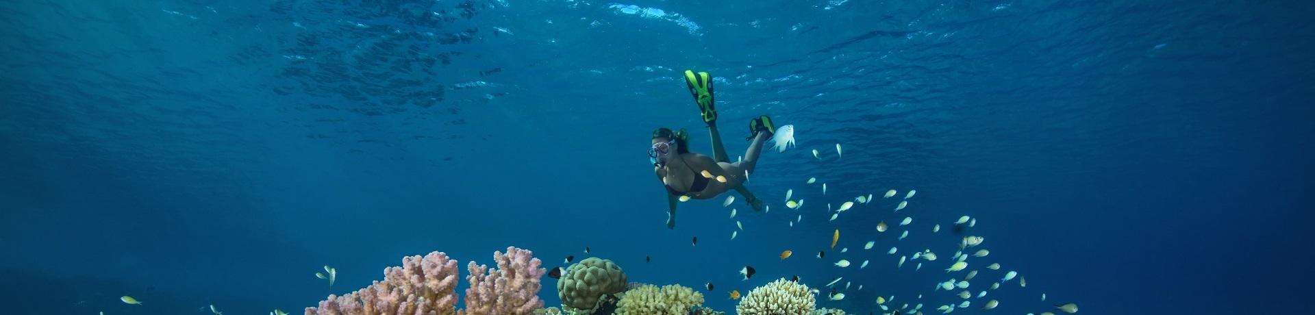 Rotes Meer, Schnorcheln