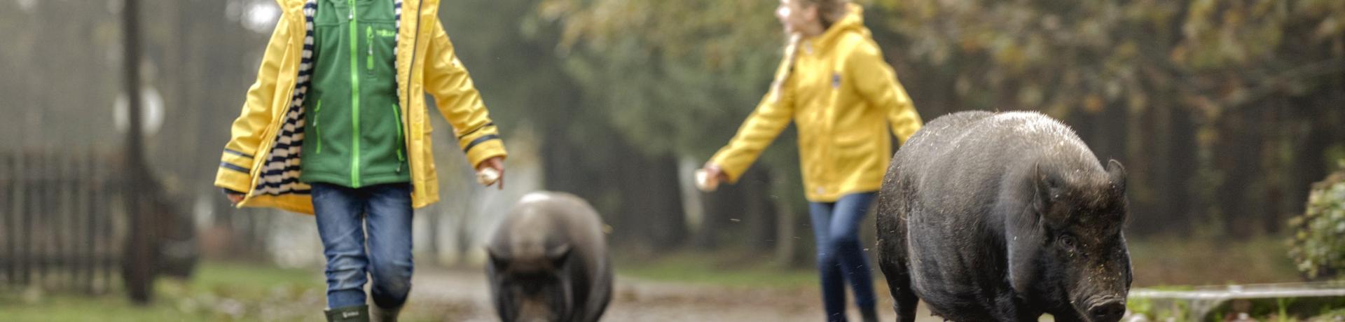 Kinder und Schweine auf Straße