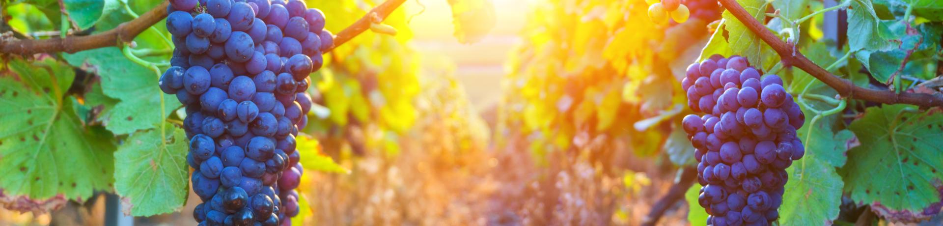 Rote Weintrauben an einer Rebe bei Sonnenuntergang