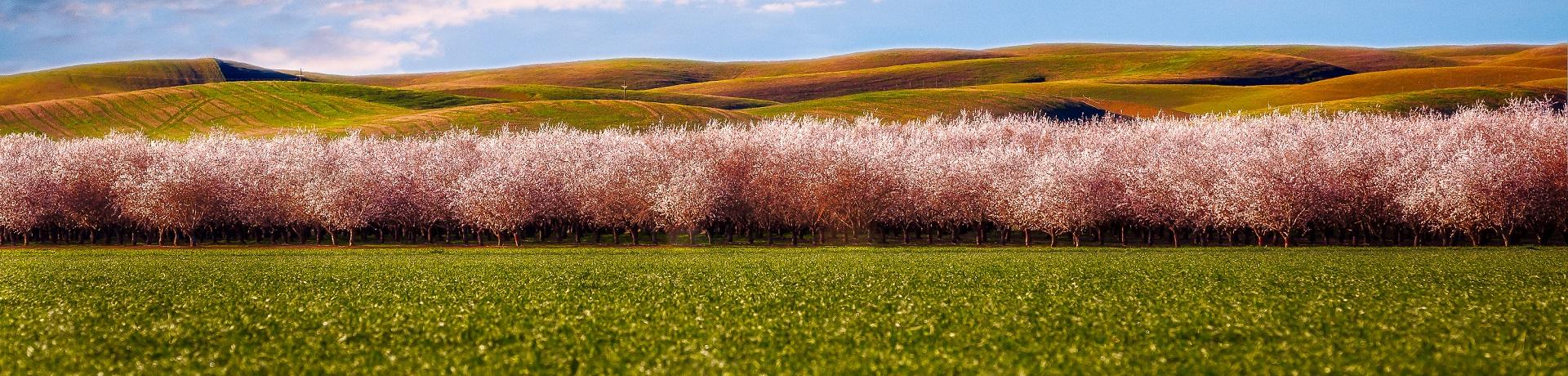 USA: Kalifornien - Mandelblüte - Emotion