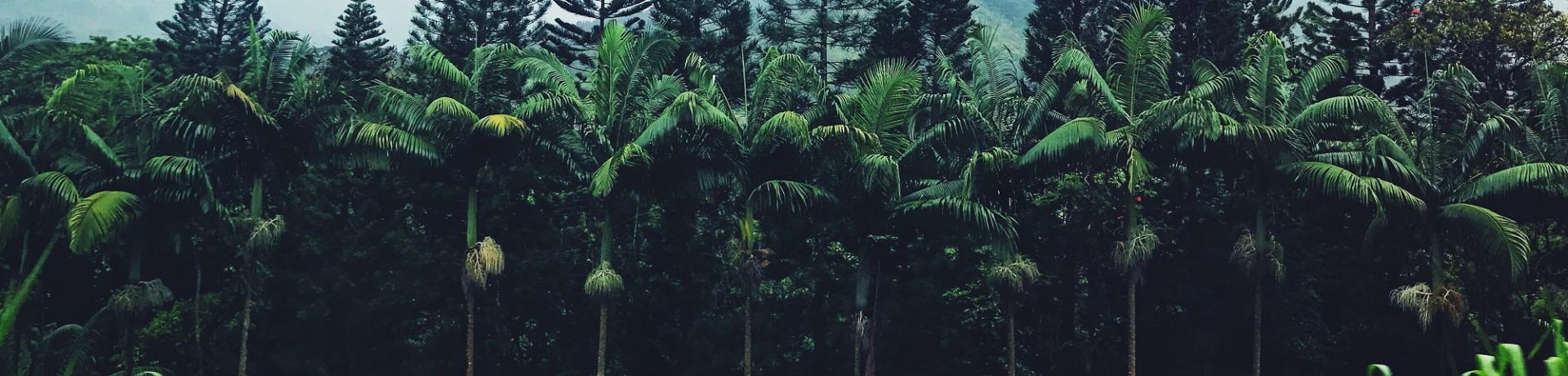 Dschungel, Palmen, Hawaii