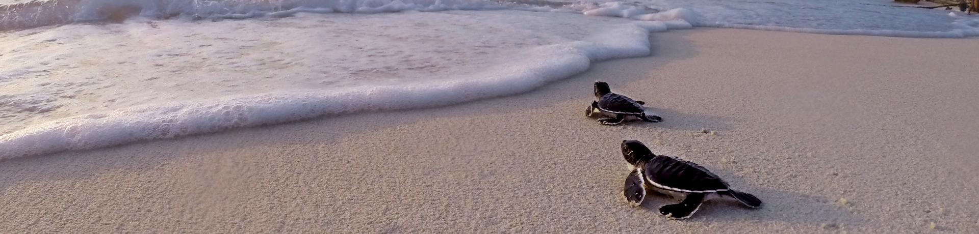 Schildkröte, Strand