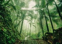 El Yunque Nationalpark Puerto Rico