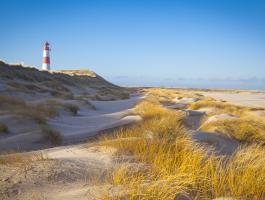 Lister Ellenbogen - Sylt Ansicht vom Lister Ellenbogen auf Sylt mit Leuchtturm und Dünen.