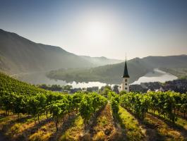 Weingut Bremm - Mosel Blick von einem Weinberg auf die Mosel mit Häusern und Kirche im Hintergrund.