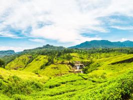 Natur, Berge, Reisfeld, Felder Nuwara Eliya
