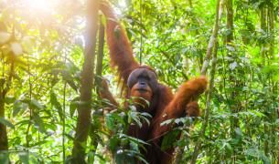 Regenwald in Sumatra - Indonesien Regenwald in Sumatra Indonesien