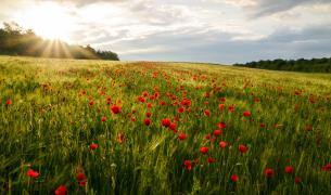 Blumen, Blumenfeld, Blumenwiese, Mohn