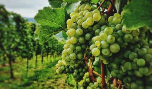 Grebiner Mühle Schleswig-Holstein