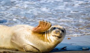 Seehundstation Friedrichskoog Schleswig-Holstein