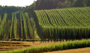 Hallertau Oberbayern