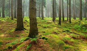 Wald Bad Münder am Deister