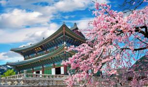 Kirschblüte Kirschblüte Seoul