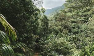 Seychellen-Mahe-Anse Major Trail_LVO