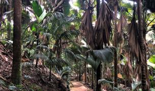 Seychellen-Praslin-Vallee de Mai_LVO.JPG
