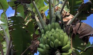 Seychellen-Bananen_LVO