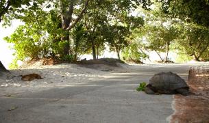 Seychellen-La Digue-Schildkröte-Hund_LVO