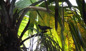 Seychellen-Praslin-Papagei_LVO