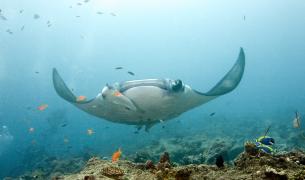 Manta, Rochen, Riff Malediven