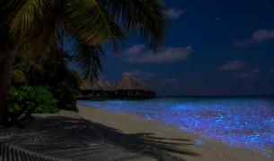 Biolumineszenz Biolumineszenz Malediven