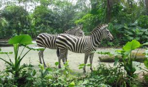 Singapur-Zoo-Dittmer