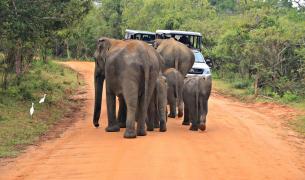 Sri Lanka: Yala National Park Safari
