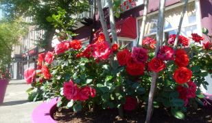 Hotel Isis Hotel Isis