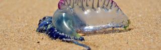 Quallenalarm auf Phuket: Giftige "Bluebottles" angespült
