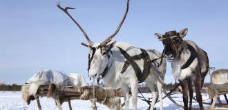 Rentiere Schlitten Schnee