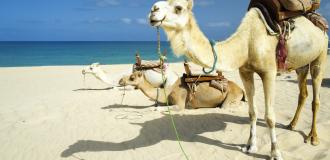 Strand, Tiere, Kamel Boa Vista