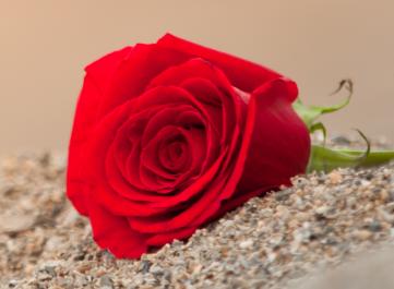 Wo wird der Bachelor gedreht?