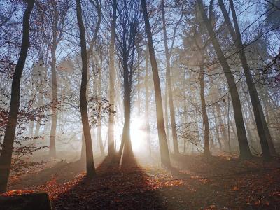 Wald bei Blieskastel