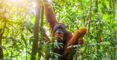 Regenwald in Sumatra Indonesien