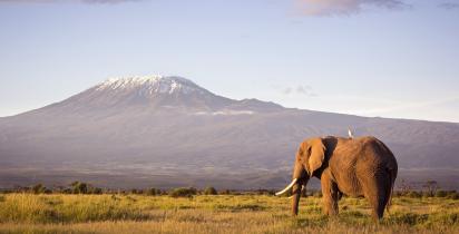 Panorama des Kilimandscharo in Tansania mit Elefanten im Vordergrund.