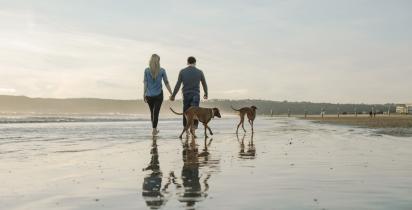 Hunde, Strand, Meer, Paar, Spaziergang