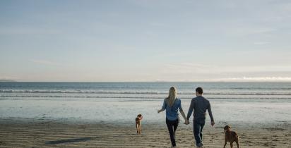 Hunde, Strand, Meer, Paar, Spaziergang