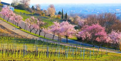 Mandelblüte Gimmeldingen Neustadt An Der Weinstraße