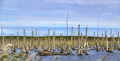 Peenetal - Stolpe (Anklam) Peenetal Stolpe (Anklam)