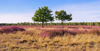 Döberitzer Heide Dallgow Döberitz